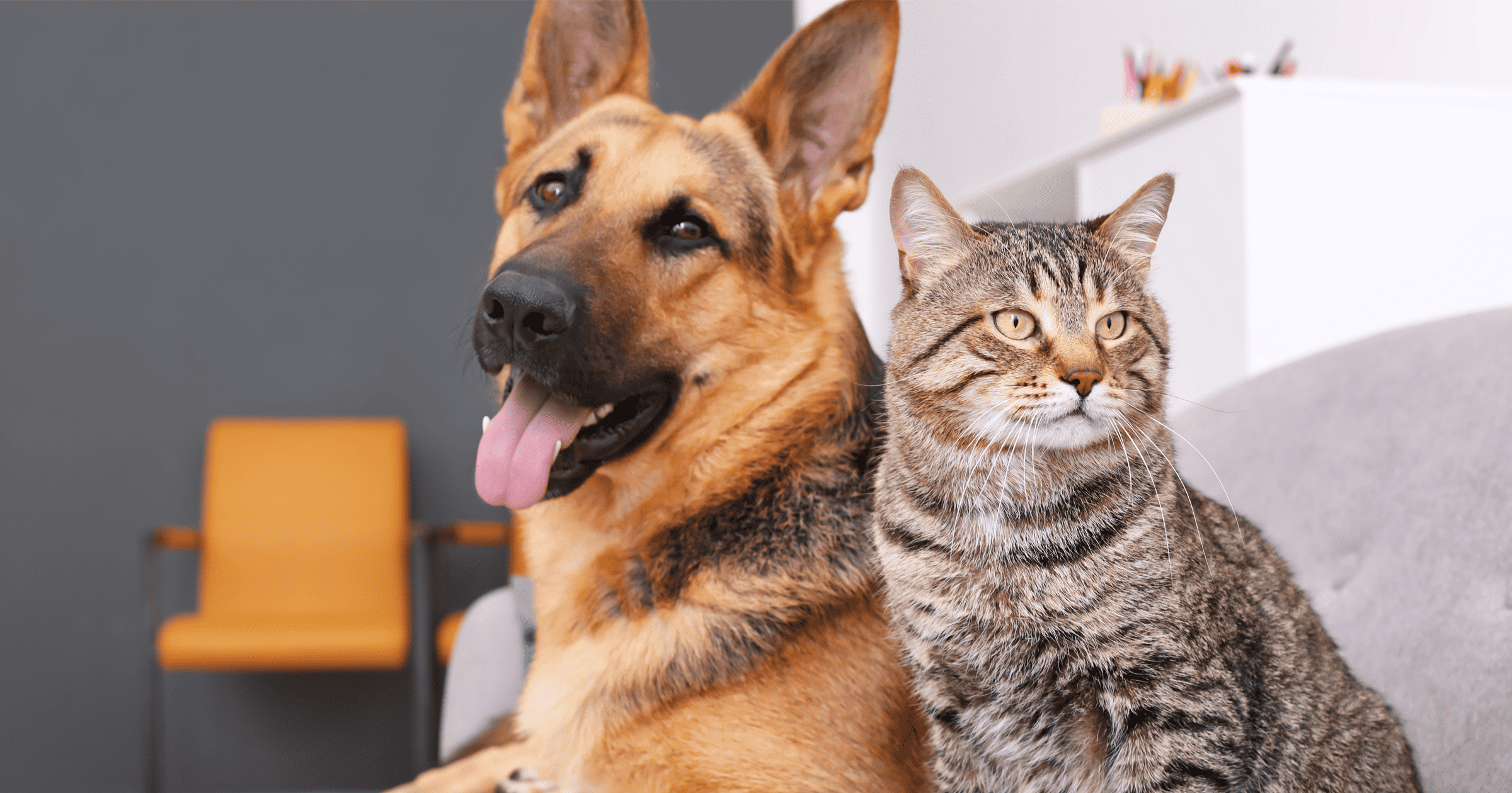 Collagen for Dogs & Cats: What Are The Benefits?