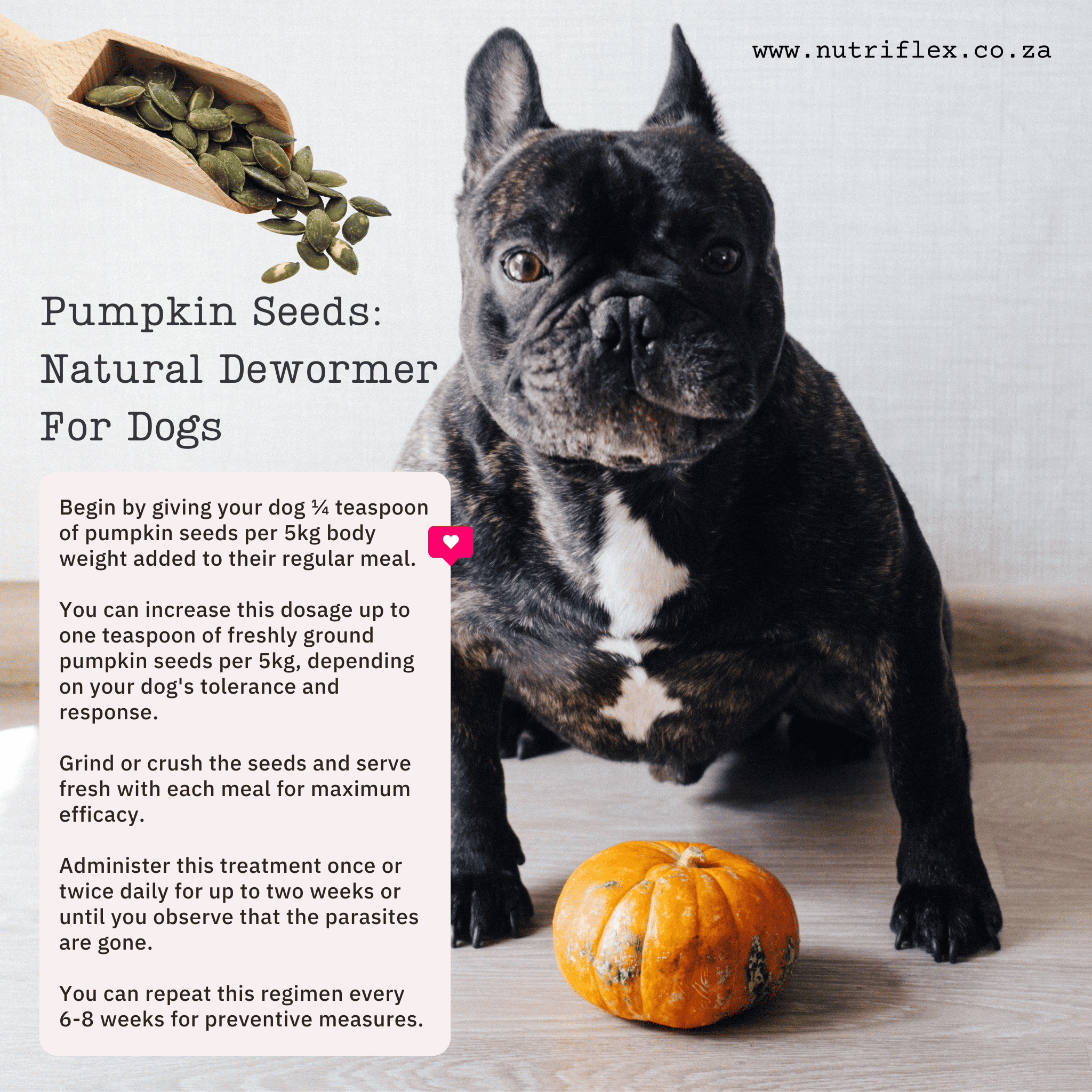 Natural Dewormer For Dogs Pumpkin Seeds NutriFlex