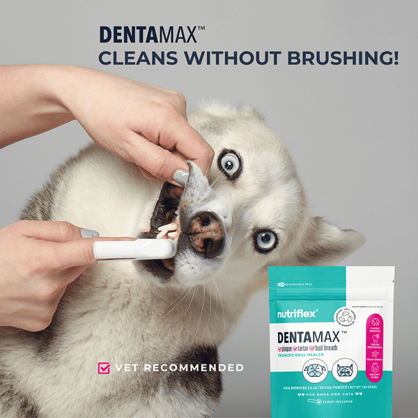 Dentamax Dental Powder For Dogs And Cats Cleans Without Brushing