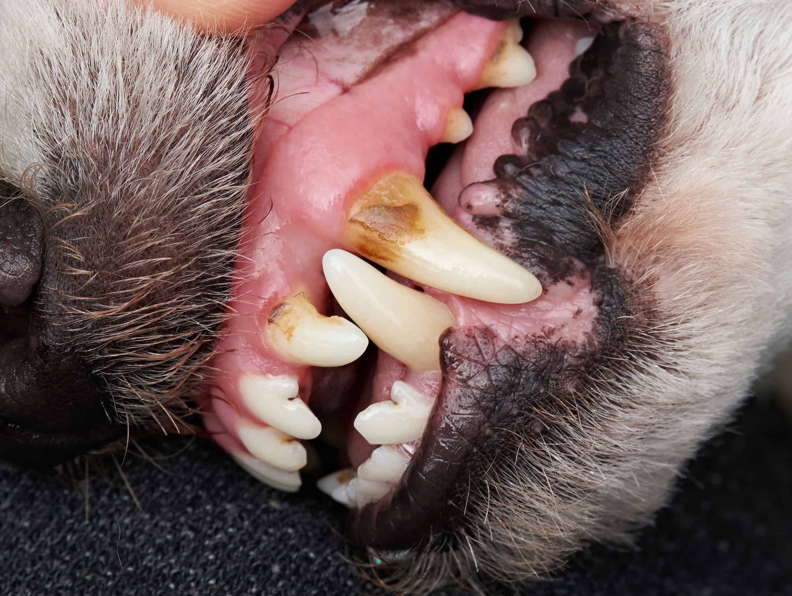 dog-dental-disease-and-bad-breath