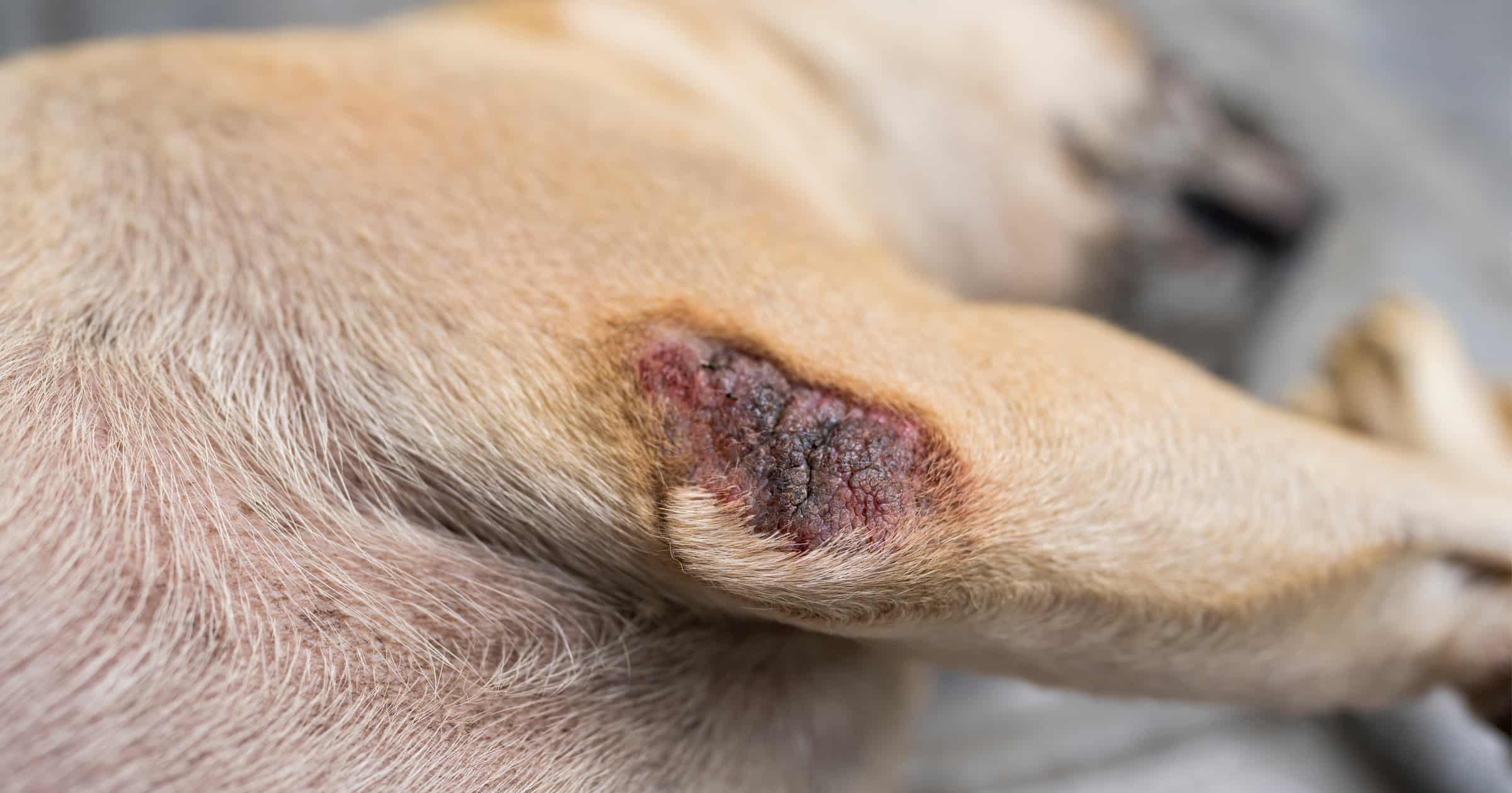 Moist dermatitis dog paw sale