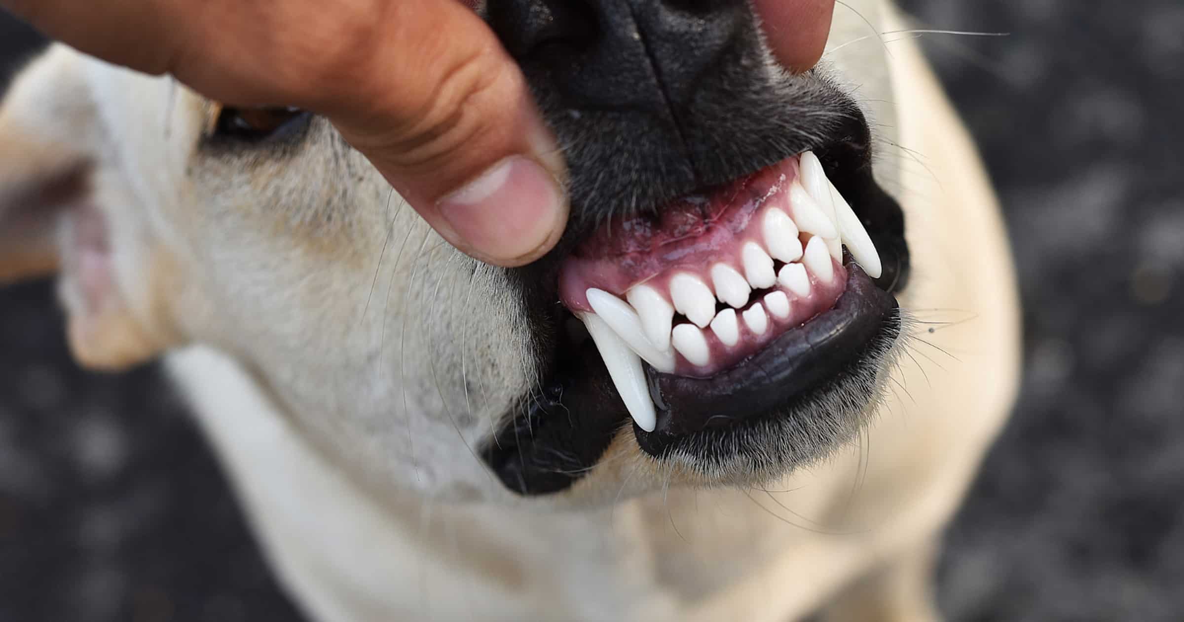 Easy way to clean dogs teeth best sale