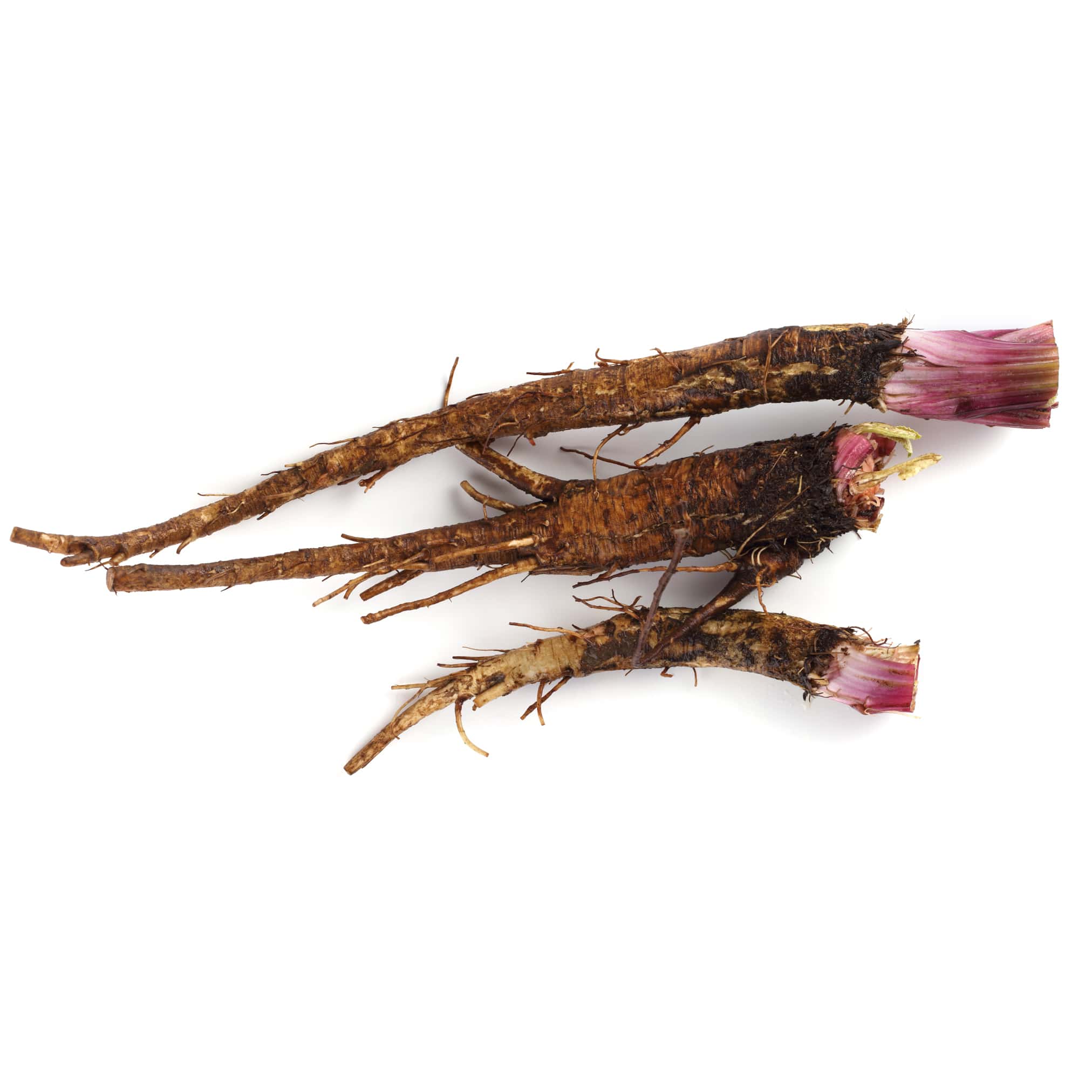 burdock-root