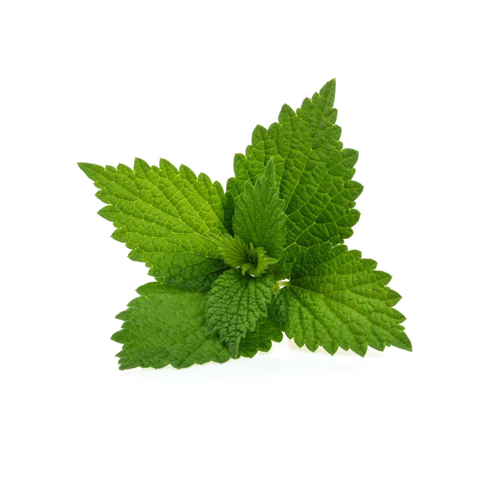 nettle